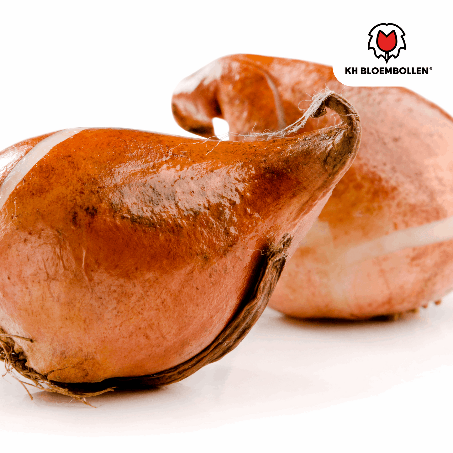 Tulpenzwiebeln Dafeng – 20 Stück – Orangefarbene Tulpen – Großblumig & elegant – Für Garten, Topf & Balkon 