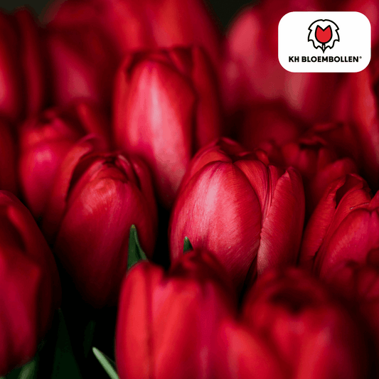Tulpenzwiebeln Ile de France – 20 Blumenzwiebeln – Tiefrote Tulpe – Klassisch, elegant & robust – Für Garten oder Topf