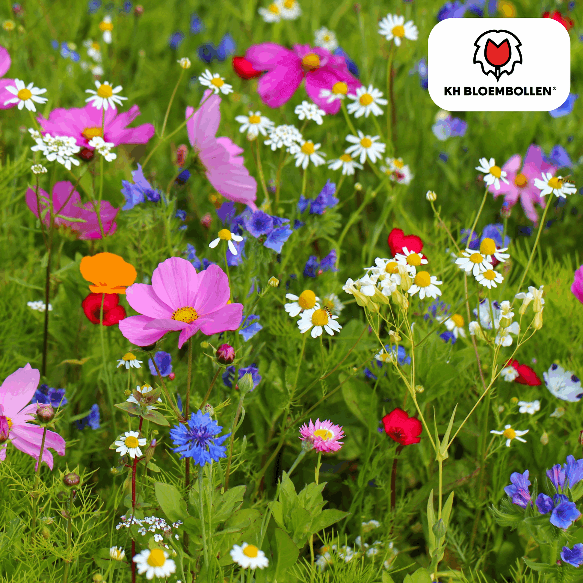 Wildblumensamen – 100g für 30–50m² – Bienen- & Schmetterlingsfreundlich – Einjährige & mehrjährige Blumen – Für Garten, Wiese, Beet – GVO-frei & nachhaltig 