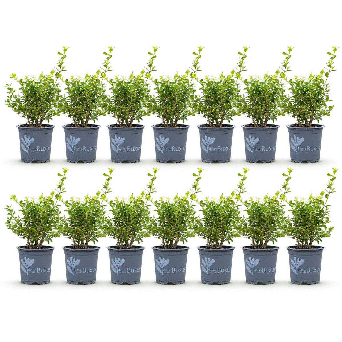 BetterBuxus Babylon Beauty Hecke 7 Pflanzen für 1 Meter 25-30cm 10,5cm widerstandsfähig pflegeleicht für Garten Formschnitt S