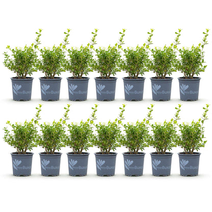 BetterBuxus Babylon Beauty Hecke 7 Pflanzen für 1 Meter 25-30cm 10,5cm widerstandsfähig pflegeleicht für Garten Formschnitt S