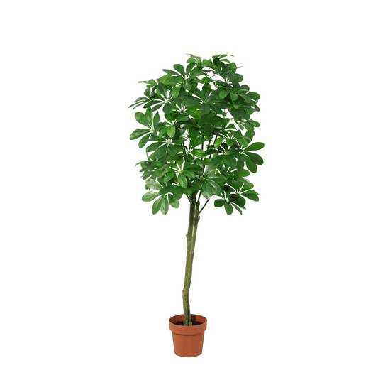 Pachira Aquatica Kunstpflanze 150cm – Große künstliche Glückskastanie – Realistische Deko Pflanze für Wohnzimmer Büro & Empfangsbereich