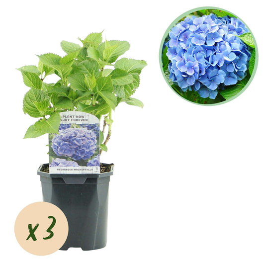Hortensie Hydrangea macrophylla Blau – 3 Pflanzen – Blüte in Blau – Ø17cm – ↕30cm – Sommerblüher – Pflegeleicht – Für Halbschatten – Ideal für Garten & Kübel 