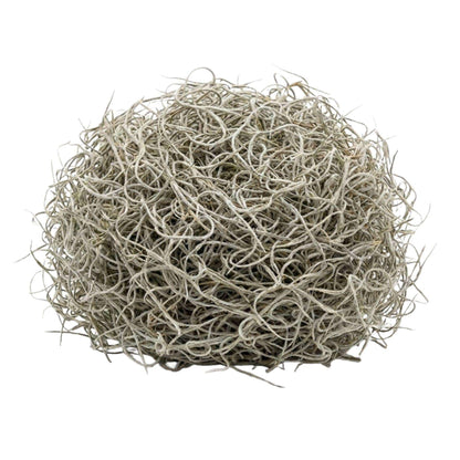 Getrocknetes Tillandsienmoos 1L – Spanisches Moos zur Dekoration – Natürliches Dekomaterial für Terrarium Floristik & Tischdeko – Grau-grünes Ziermoos