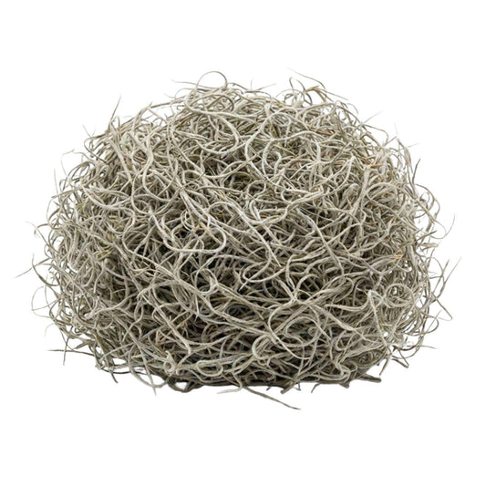 Getrocknetes Tillandsienmoos 1L – Spanisches Moos zur Dekoration – Natürliches Dekomaterial für Terrarium Floristik & Tischdeko – Grau-grünes Ziermoos