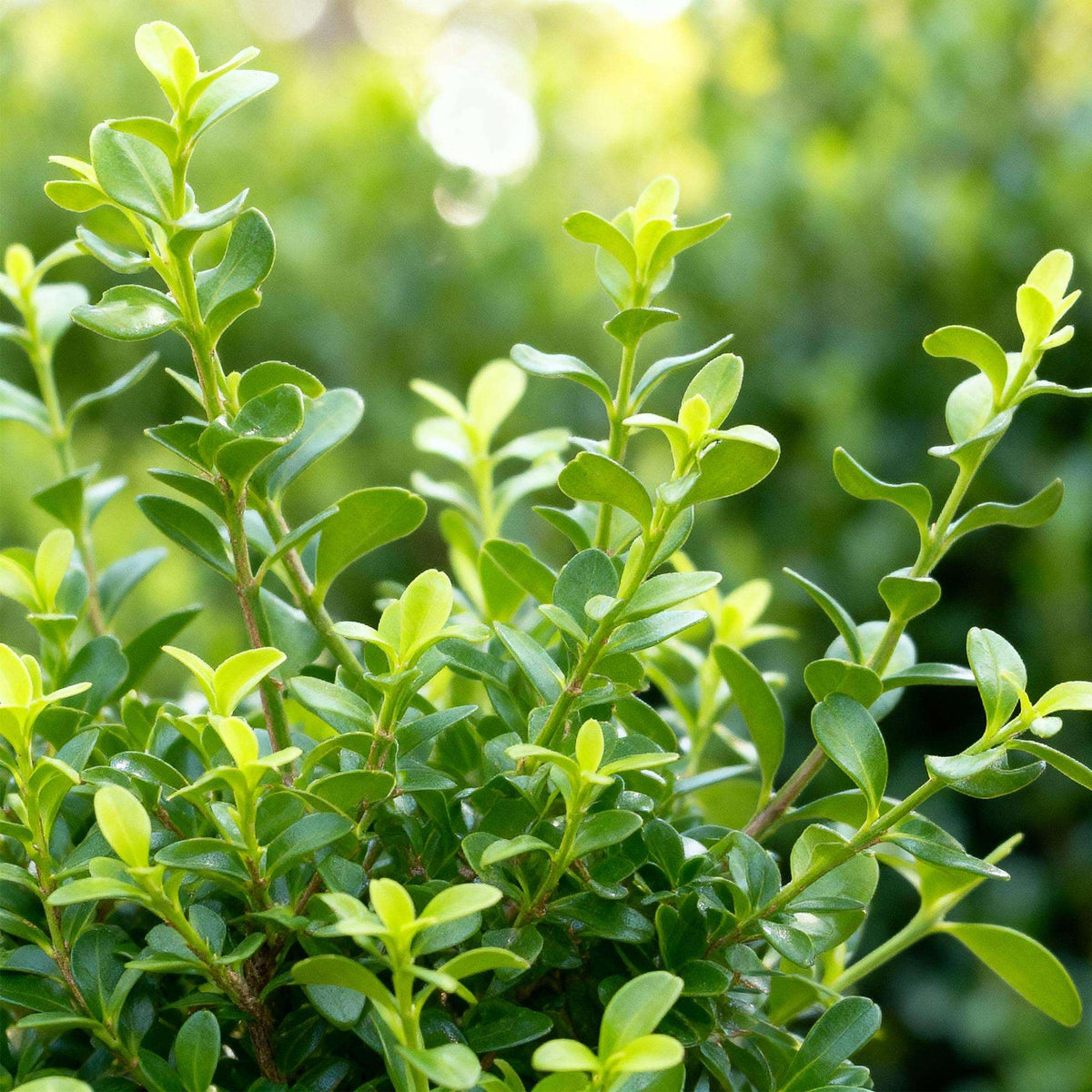 BetterBuxus Babylon Beauty Hecke 7 Pflanzen für 1 Meter 25-30cm 10,5cm widerstandsfähig pflegeleicht für Garten Formschnitt S
