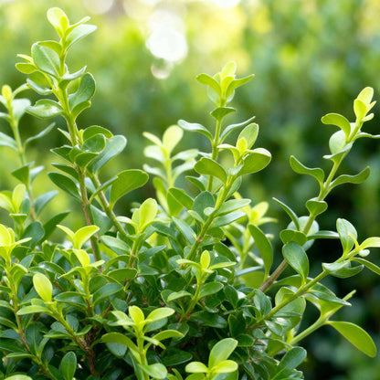 BetterBuxus Babylon Beauty Hecke 7 Pflanzen für 1 Meter 25-30cm 10,5cm widerstandsfähig pflegeleicht für Garten Formschnitt S