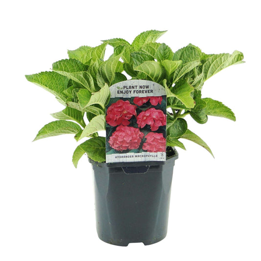 Hortensie – Hydrangea macrophylla Rot – Blüte Rot – Ø17cm – ↕30cm – Sommerblüher – Pflegeleicht & Laubabwerfend 