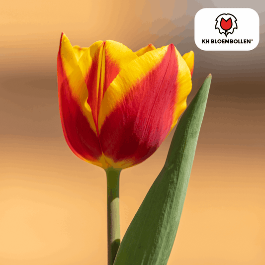 Tulpenzwiebeln Jan Seignette – 20 Blumenzwiebeln – Rot-gelb gestreifte Tulpe – Klassisch & auffällig – Für Garten & Topf