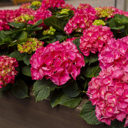 Hortensie Hydrangea macrophylla Rot – 3 Pflanzen für 1 m² – Ø17cm – ↕30cm – Sommerblüher – Pflegeleicht & laubabwerfend 
