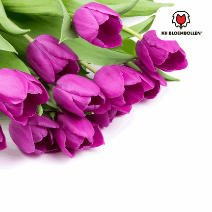 Tulpenzwiebeln Purple Prince – 20 Blumenzwiebeln – Lila-violette Tulpe – Kraftvoll & elegant – Für Garten & Topf