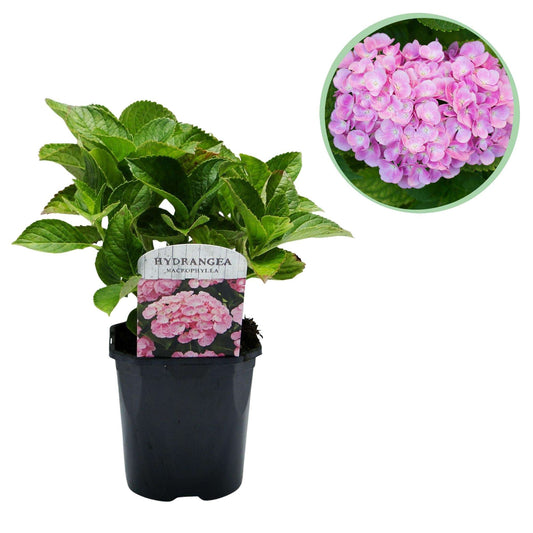 Hortensie – Hydrangea macrophylla Rosa – Blüte Rosa – Ø17cm – ↕30cm – Blühpflanze für Garten & Topf – Pflegeleicht & Laubabwerfend 