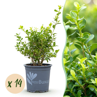 BetterBuxus Babylon Beauty Hecke 7 Pflanzen für 1 Meter 25-30cm 10,5cm widerstandsfähig pflegeleicht für Garten Formschnitt S