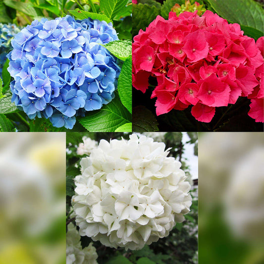Hortensie Hydrangea macrophylla Tricolour – 3 Pflanzen in Rosa, Blau & Weiß – Ø17cm – ↕30cm – Blüte Juni–September – Laubabwerfend – Pflegeleicht & winterhart 