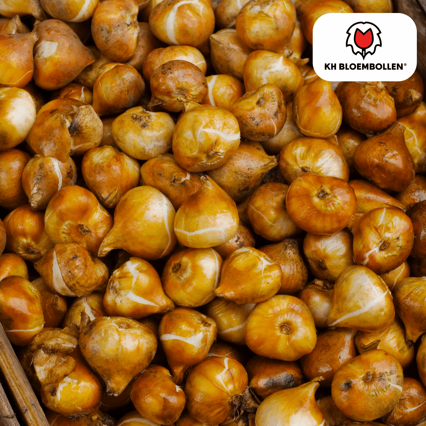 Tulpenzwiebeln Dafeng – 20 Stück – Orangefarbene Tulpen – Großblumig & elegant – Für Garten, Topf & Balkon 