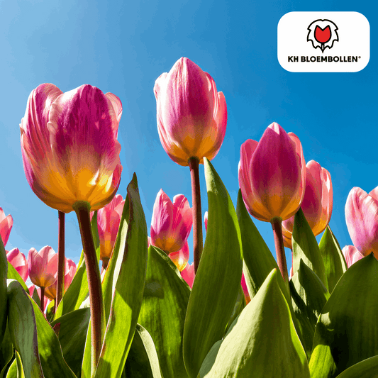 Tulpenzwiebeln Light and Dreamy – 20 Blumenzwiebeln – Sanfte Pastellfarben – Romantisch & verträumt – Für Garten & Topf