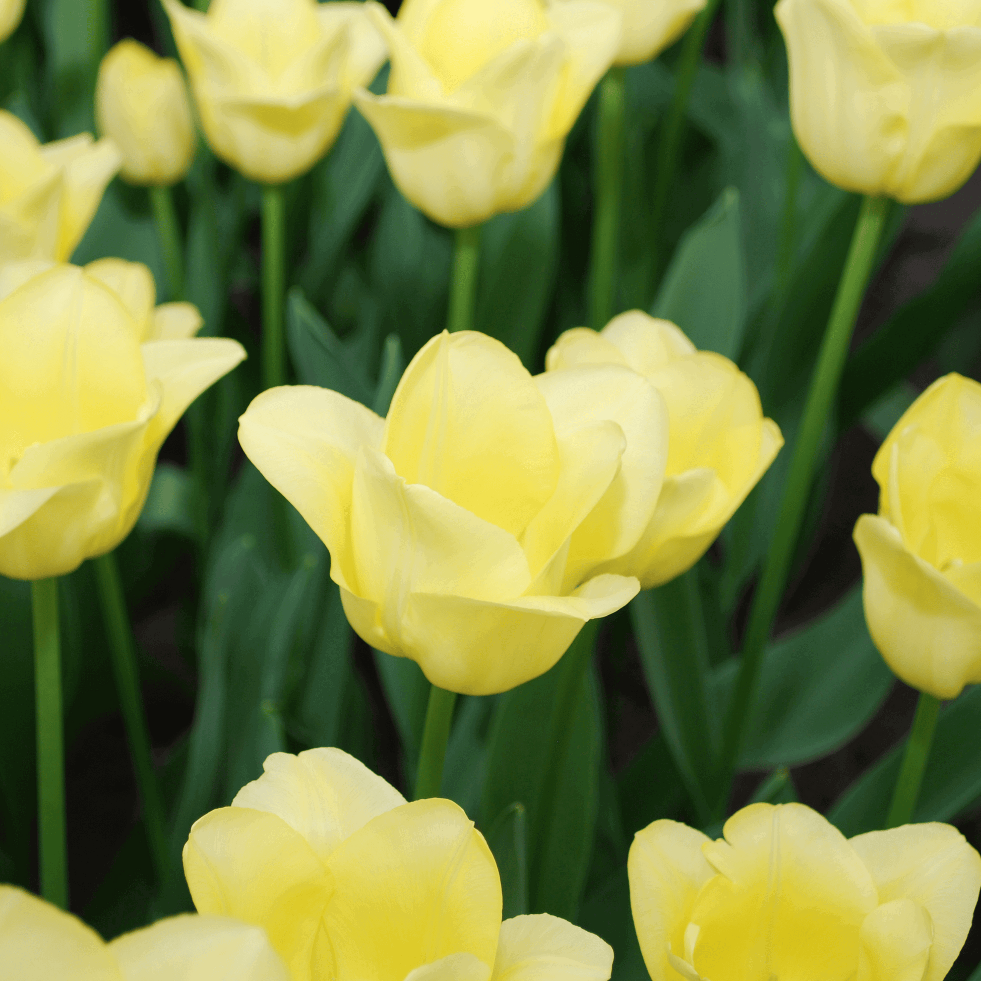 Tulpenzwiebeln World Friendship – 20 Blumenzwiebeln– Hellgelbe Tulpe – Elegante Frühlingsblüher für Garten & Topf – Winterhart