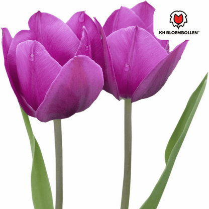 Tulpenzwiebeln Purple Prince – 20 Blumenzwiebeln – Lila-violette Tulpe – Kraftvoll & elegant – Für Garten & Topf
