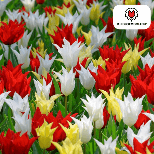 Tulpenzwiebeln Tres Chic Mix – 20 Blumenzwiebeln – Rot, Weiß & Gelb – Eleganter Farbmix für Garten & Topf – Winterhart & pflegeleicht