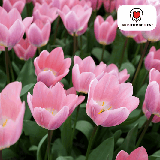 Tulpenzwiebeln Light and Dreamy – 20 Blumenzwiebeln – Sanfte Pastellfarben – Romantisch & verträumt – Für Garten & Topf