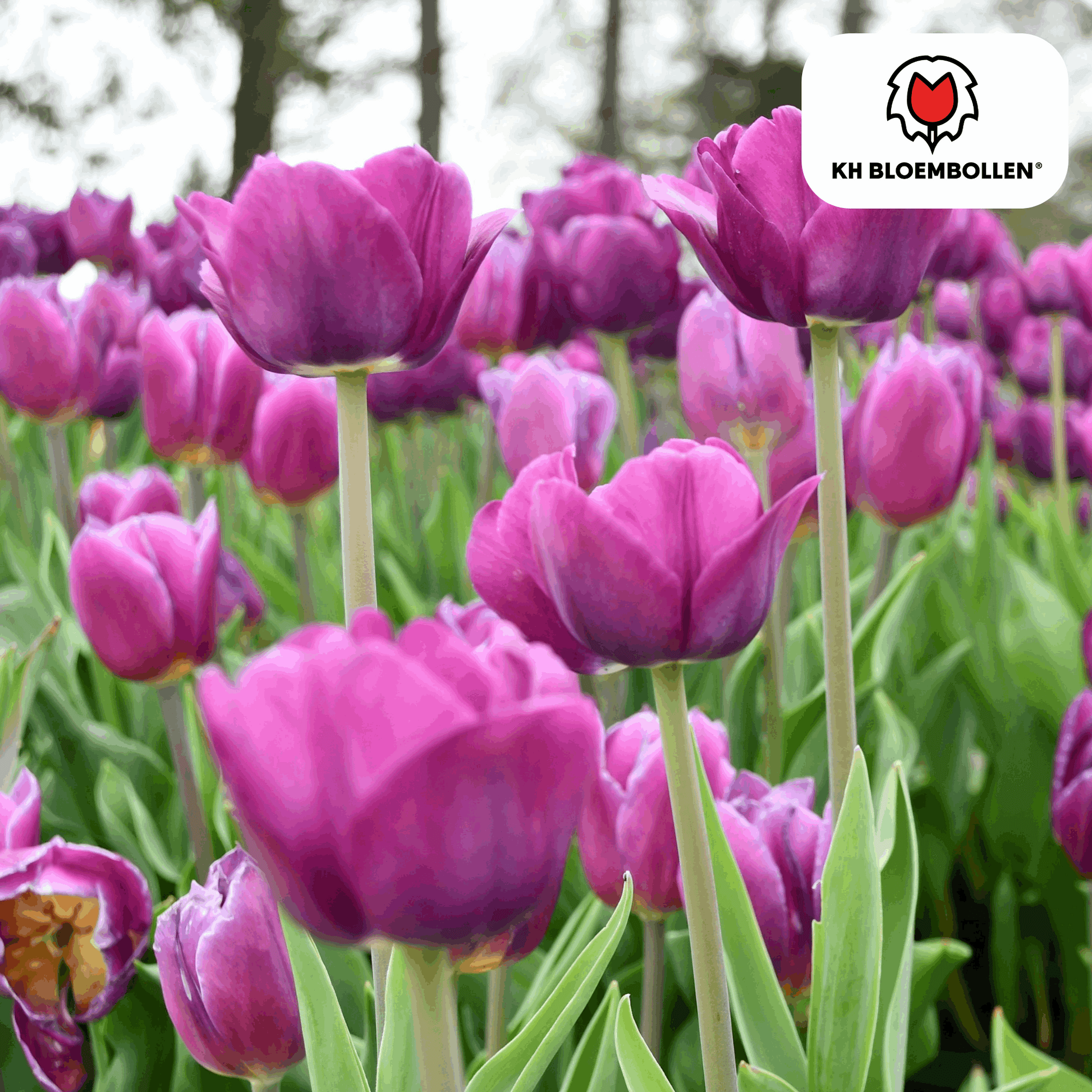 Tulpenzwiebeln Purple Prince – 20 Blumenzwiebeln – Lila-violette Tulpe – Kraftvoll & elegant – Für Garten & Topf