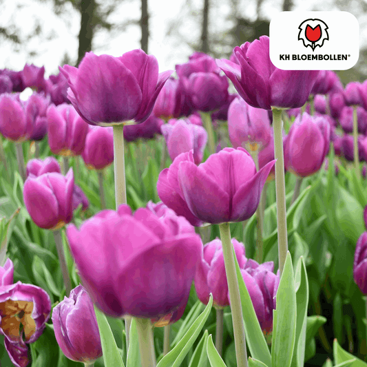 Tulpenzwiebeln Purple Prince – 20 Blumenzwiebeln – Lila-violette Tulpe – Kraftvoll & elegant – Für Garten & Topf