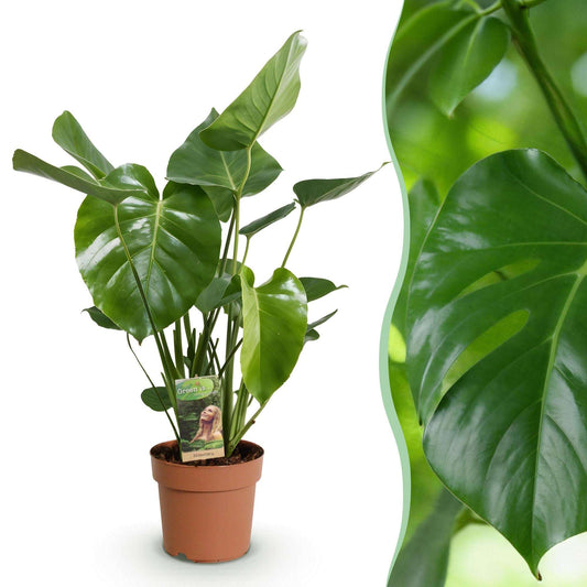 Monstera Deliciosa Fensterblatt Zimmerpflanze – Pflegeleichte Tropenpflanze 17cm – Höhe ca.50–55cm – Große dekorative Grünpflanze für Wohnzimmer & Büro