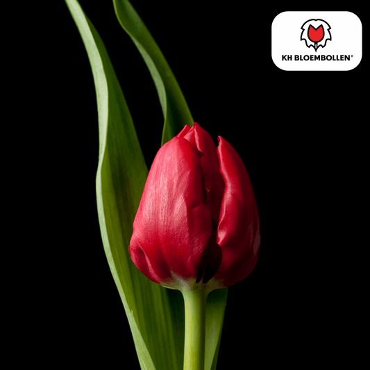 Tulpenzwiebeln Ile de France – 20 Blumenzwiebeln – Tiefrote Tulpe – Klassisch, elegant & robust – Für Garten oder Topf