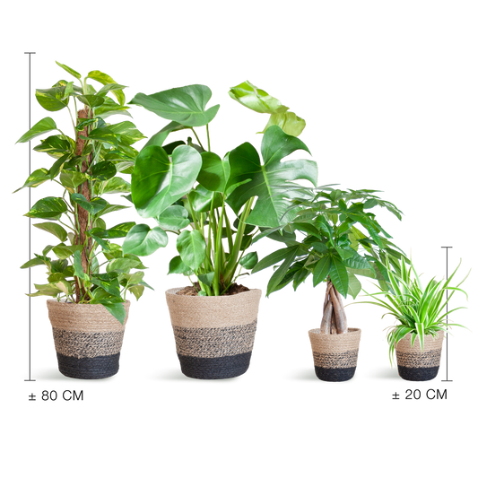 Pflegeleichter Pflanzkasten + Korb Lissabon schwarz – Ø12cm – 4 Zimmerpflanzen – Easy Plant Box – Nachhaltiger Jutekorb 