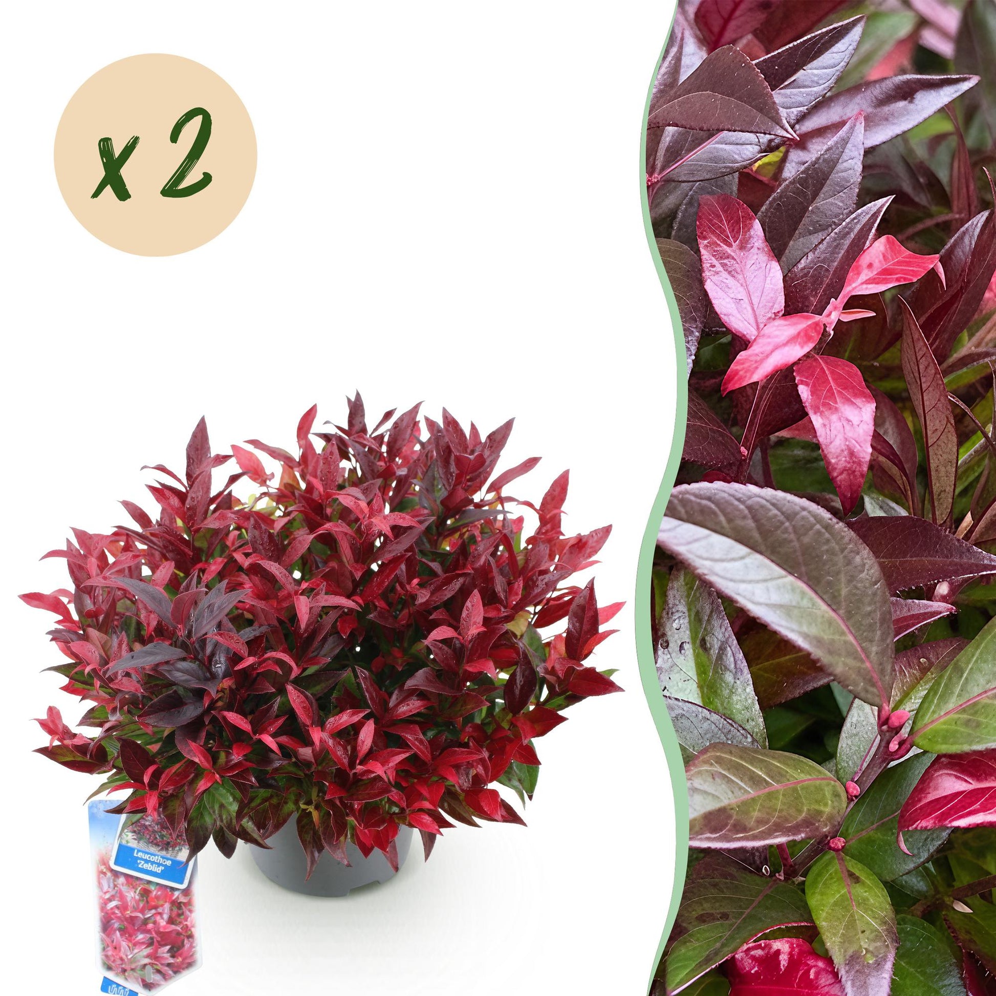 GreenboutiQ - Gartenpflanze - Leucothoe Zeblid - Rot - 2 Pflanzen - Immergrün - Wenig Pflege - Topf 17cm Höhe 45cm 