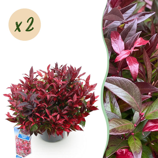 GreenboutiQ - Gartenpflanze - Leucothoe Zeblid - Rot - 2 Pflanzen - Immergrün - Wenig Pflege - Topf 17cm Höhe 45cm 