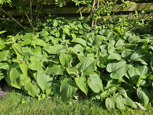 Russel-Brandkraut Phlomis russeliana – ↕10-25cm – Ø9cm – 60 Pflanzen – Staude – Winterhart – Bienenfreundlich – Gelbe Blüten