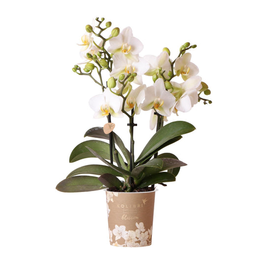 Phalaenopsis Orchidee „Lausanne“ – Weiß – Ø9cm – Zimmerpflanze mit 3 Blütentrieben – Pflegeleicht & elegant – Aus der Blossom-Kollektion 