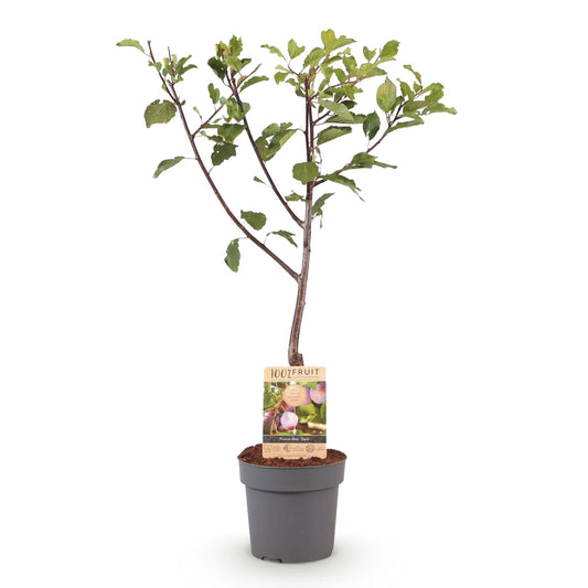 Pflaumenbaum – Prunus domestica 'Opal' – ca. 90 cm hoch – Topf Ø21 cm – gelb-rote Früchte – selbstfruchtend & ertragreich – Obstbaum für Garten & Terrasse 