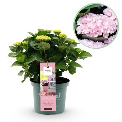 Hortensie Magical Revolution Pink – Rosa – Hydrangea macrophylla – 23 cm – Ca. 55 cm hoch – 6–10 Blüten – Für Balkon, Terrasse & Beet – Pflegeleicht & Blühfreudig 