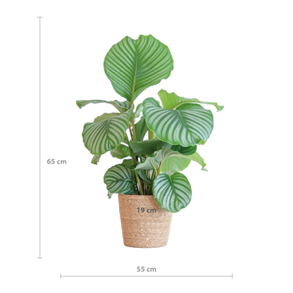 Korbmarante - Calathea Orbifolia mit Korb Sofia Natur - Zimmerpflanze - 65cm - Ø21cm