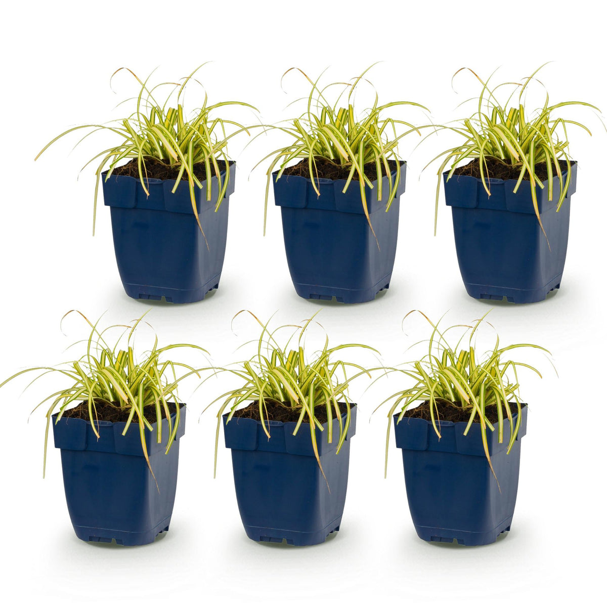 Segge 'Evergold' – Carex oshimensis 'Evergold' – 6 Pflanzen – Topf Ø11cm – Staude für Garten & Balkon