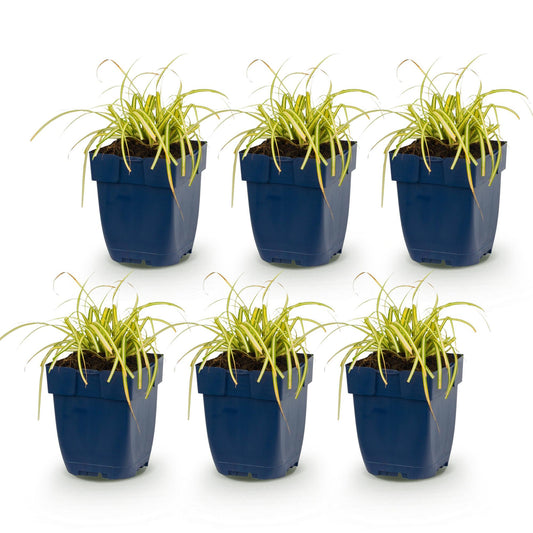 Segge 'Evergold' – Carex oshimensis 'Evergold' – 6 Pflanzen – Topf Ø11cm – Staude für Garten & Balkon
