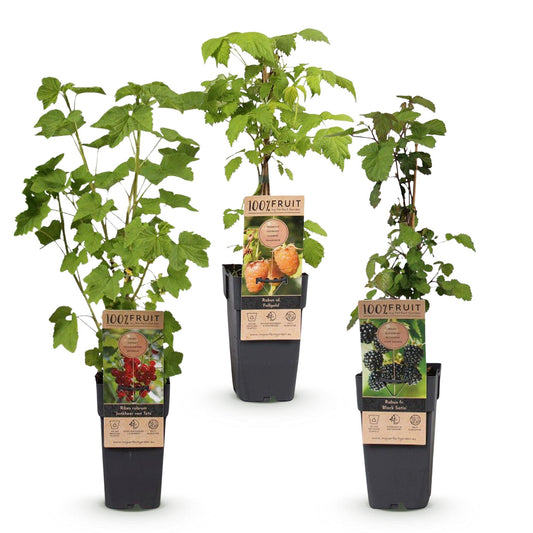 Green boutiQ - Fruit plant - Ribes-Rubes Mix - Tricolour - Hardy - Red Currant - Black Raspberry - Yellow Raspberry - 3 Plants - Pot 15cm - Height 50cm 