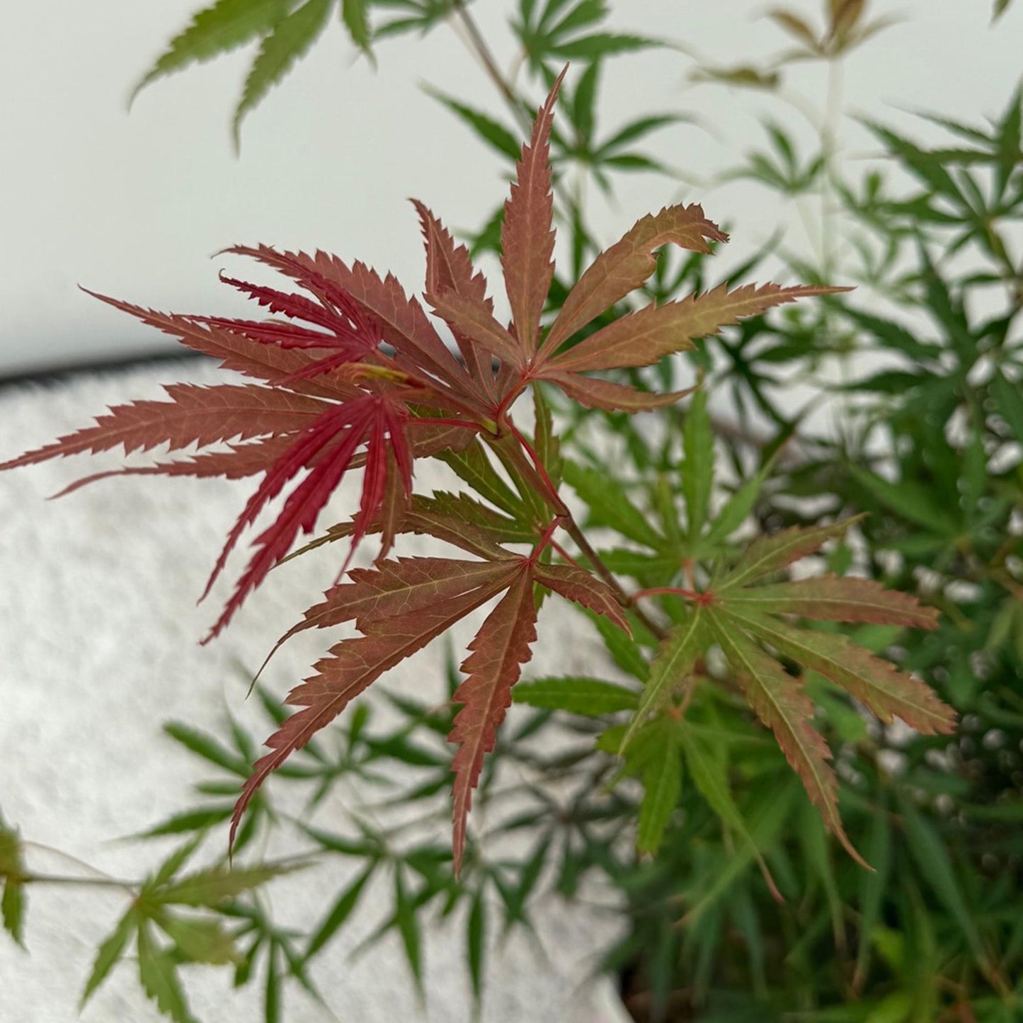 Japanischer Ahorn – Acer palmatum Jerre Swarts – 2 Pflanzen – Dunkelrot – je ca. 70 cm hoch – im 19 cm Topf – Balkon- & Kübelpflanze – Farbwechsel im Herbst 