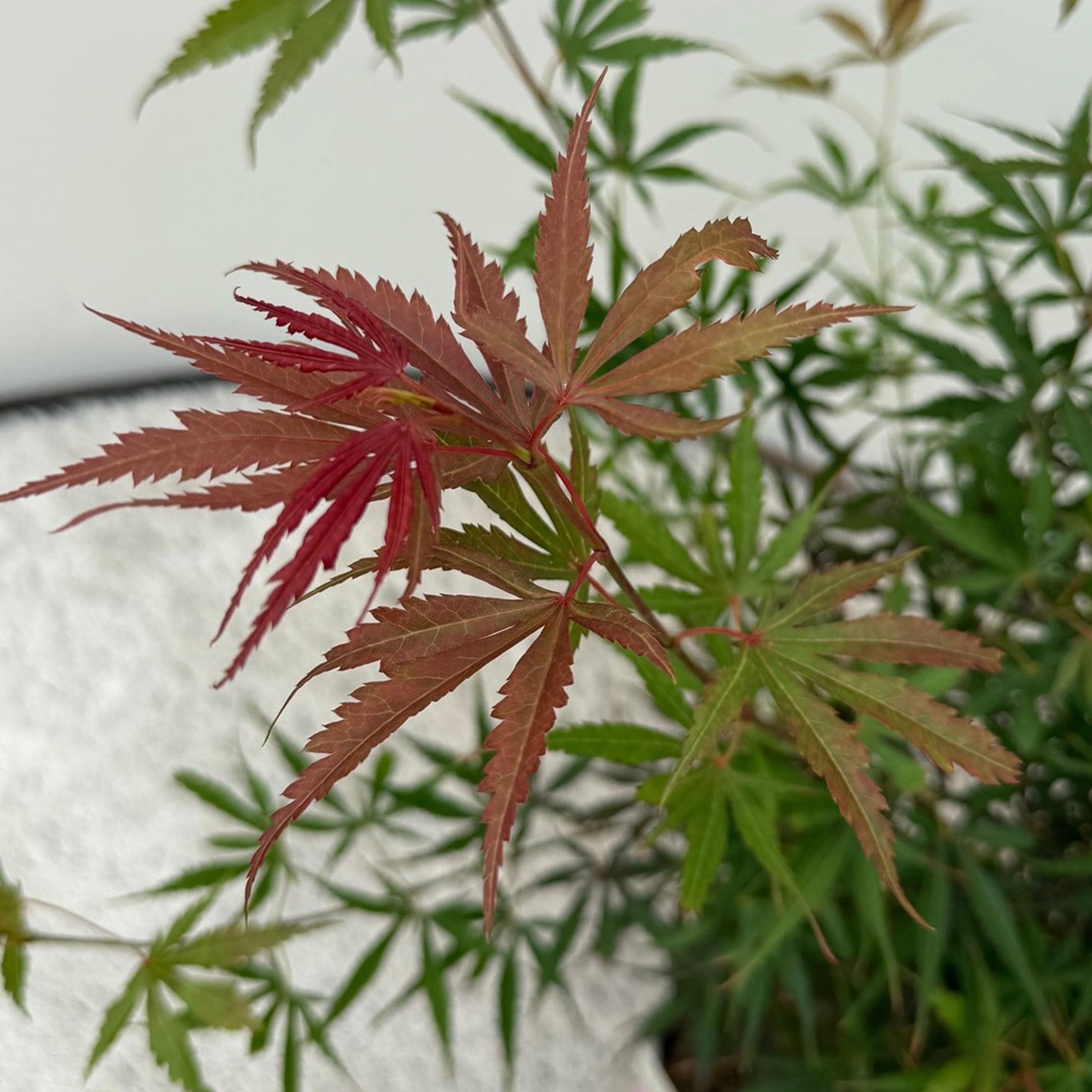 Japanischer Ahorn – Acer palmatum Jerre Swarts – 2 Pflanzen – Dunkelrot – je ca. 70 cm hoch – im 19 cm Topf – Balkon- & Kübelpflanze – Farbwechsel im Herbst 