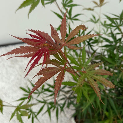 Japanischer Ahorn – Acer palmatum Jerre Swarts – 2 Pflanzen – Dunkelrot – je ca. 70 cm hoch – im 19 cm Topf – Balkon- & Kübelpflanze – Farbwechsel im Herbst 
