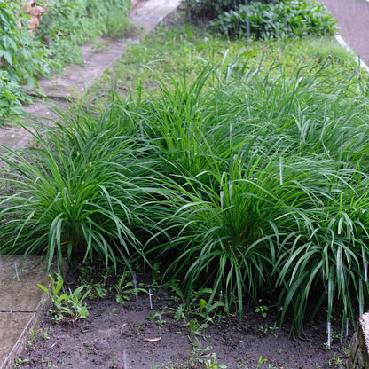 Japan-Segge  - Ziergras - Carex morrowii Irish Green - Grün & Gelb - 4 Pflanzen - Immergrün - Pflegeleicht - 17cm Höhe 50cm 