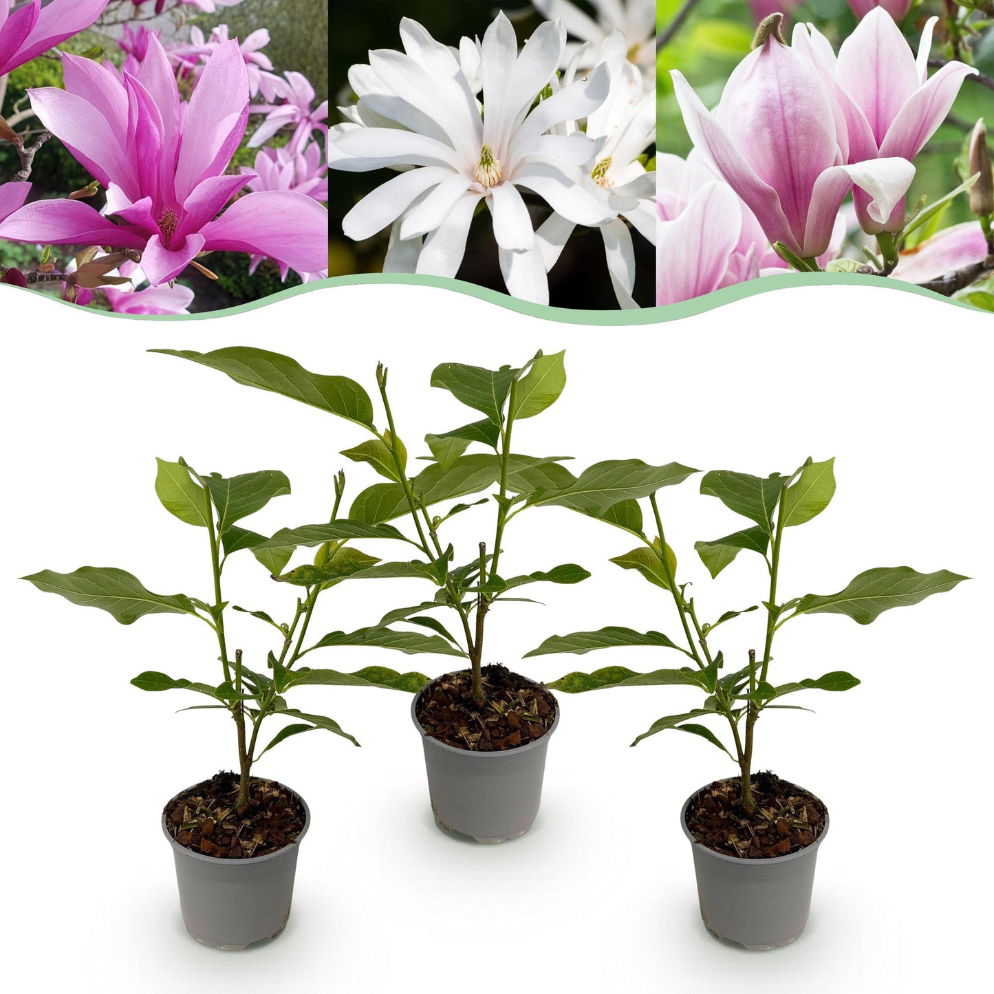 GreenboutiQ - Gartenpflanze - Magnolia Tricolour - Blüte Weiß-Rosa-Lila - 3 Pflanzen - Laubabwerfend - Wenig Pflege - Topf 12cm Höhe 30cm 