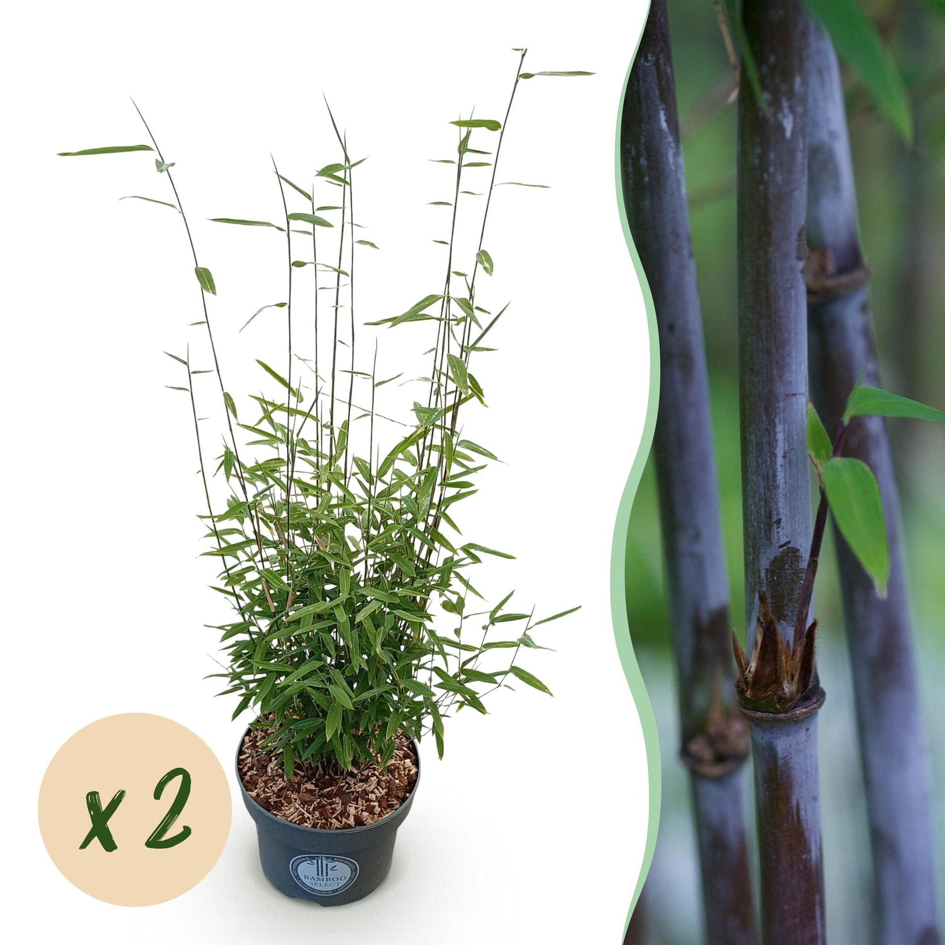 Green boutiQ - Gräser - Fargesia nitida Black Dragon - Bambus - Nicht Wuchernd - Grün - 2 Pflanzen - Topf 23 cm - Höhe 80 cm 