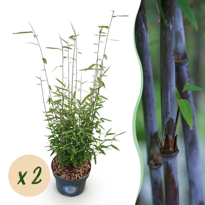 Green boutiQ - Gräser - Fargesia nitida Black Dragon - Bambus - Nicht Wuchernd - Grün - 2 Pflanzen - Topf 23 cm - Höhe 80 cm 