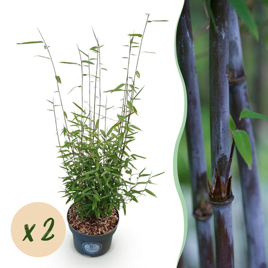 Green boutiQ - Gräser - Fargesia nitida Black Dragon - Bambus - Nicht Wuchernd - Grün - 2 Pflanzen - Topf 23 cm - Höhe 80 cm 