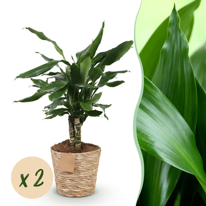 Green boutiQ - Zimmerpflanzen - Dracaena fragrans Steudneri - Drachenblutbaum - Wenig Pflege - mit Korb - Grün - 2 Pflanzen - Topf 17cm - Höhe 50-55cm 