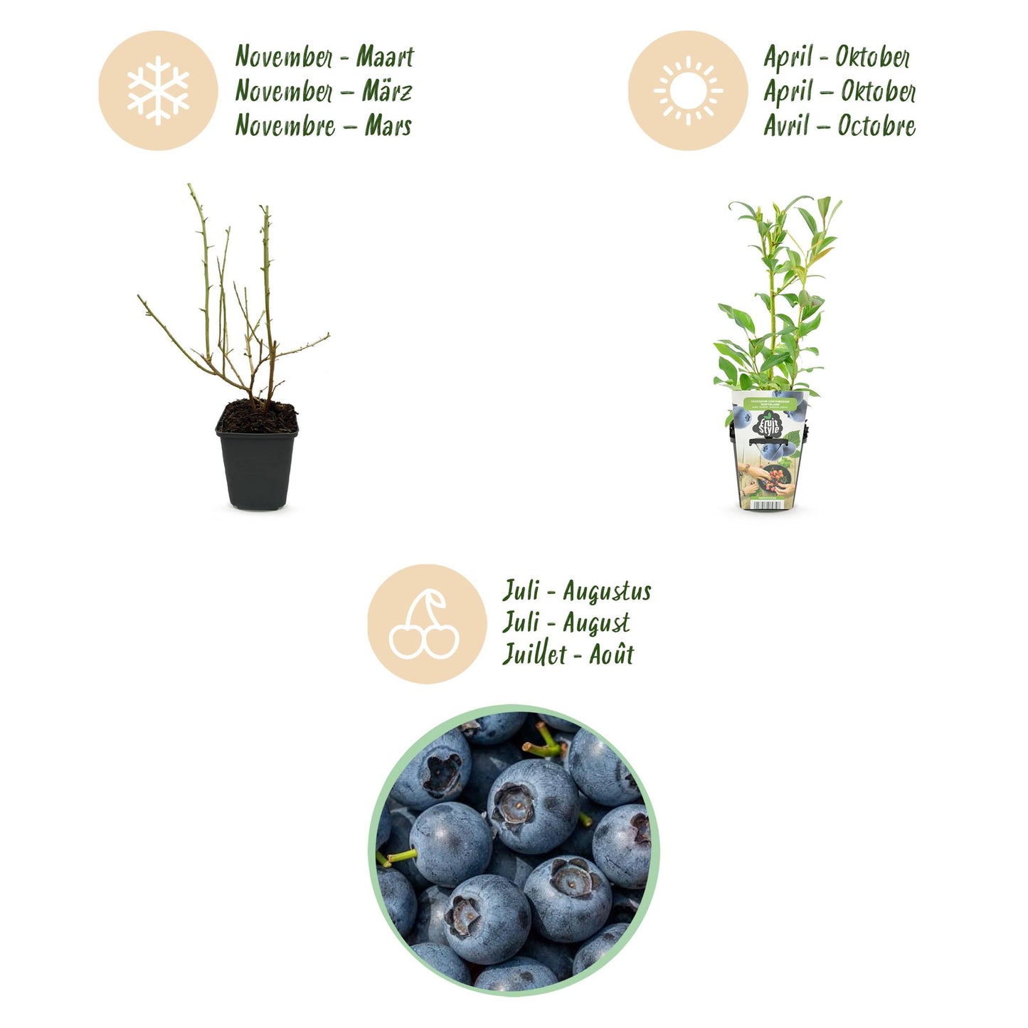 Blaubeere Vaccinium corymbosum Northland winterhart Höhe 30cm 6 Pflanzen Ø9cm – Ertragreiche Blaubeere für Garten Balkon & Terrasse – Aromatische Früchte 