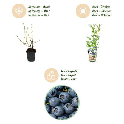 Blaubeere Vaccinium corymbosum Northland winterhart Höhe 30cm 6 Pflanzen Ø9cm – Ertragreiche Blaubeere für Garten Balkon & Terrasse – Aromatische Früchte 